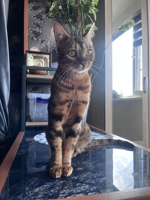 СРОЧНО Продаётся бенгальская кошка девочка