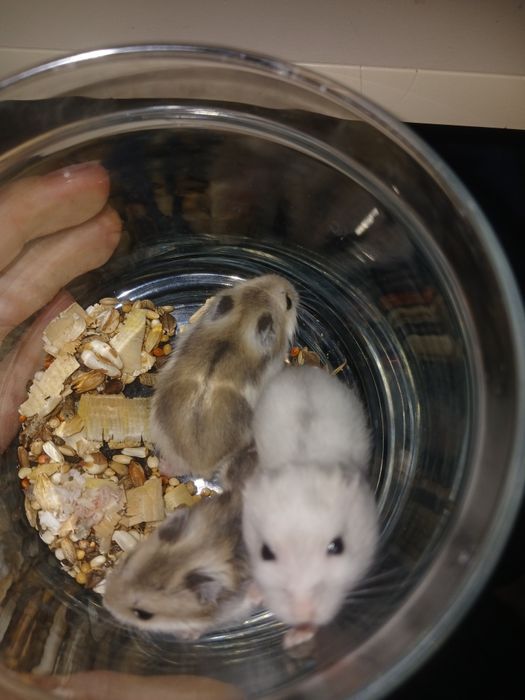 3 хомяка, все мальчики, джунгарики