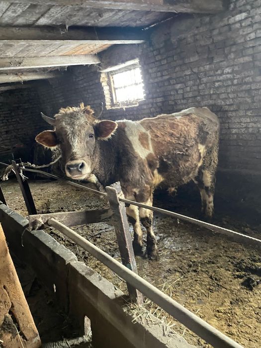 Продам бычков  3 штуки ….