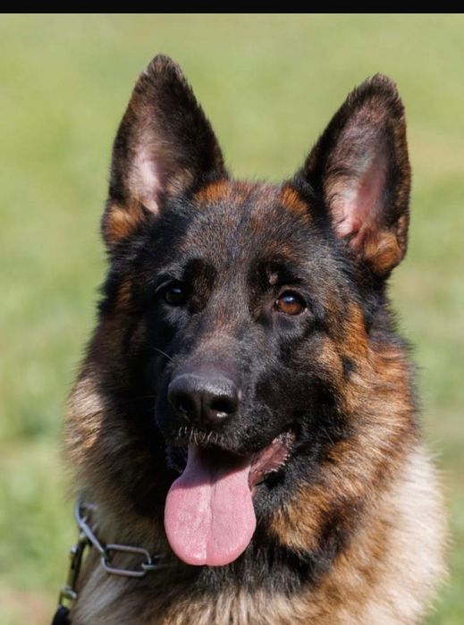 Срочно Щенок немецкой овчарки