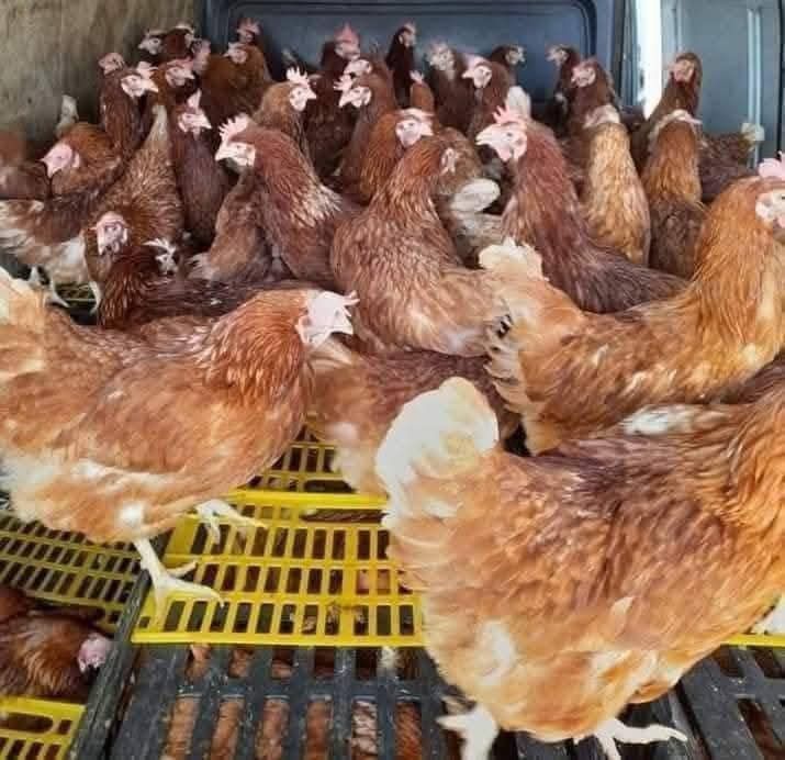 Găini roșii ouătoare