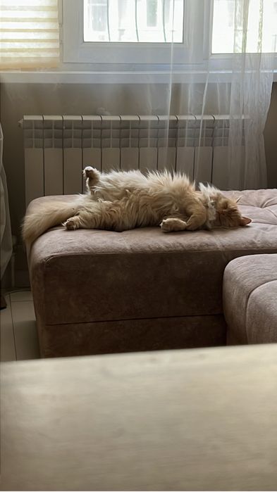 Отдам кошку БЕСПЛАТНО!