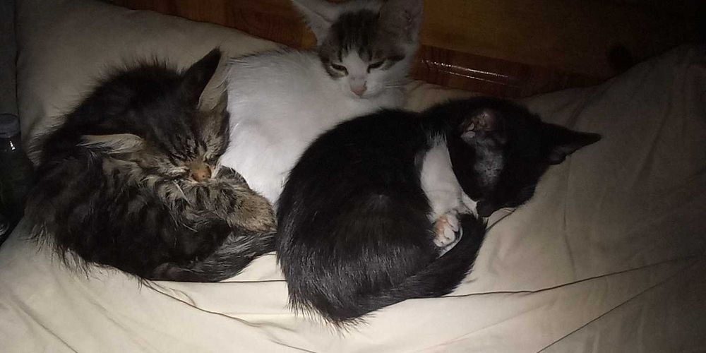 Подарявам котенца момчета