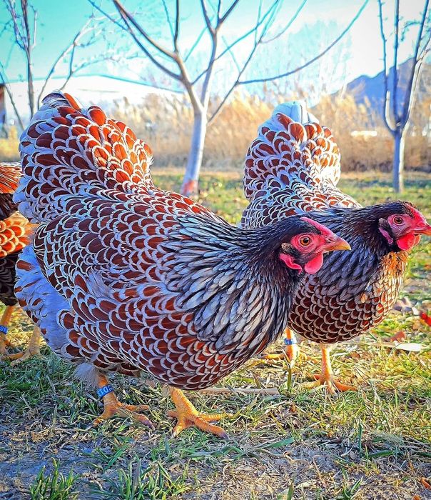 Виандот серебро,Гигант , Адлер