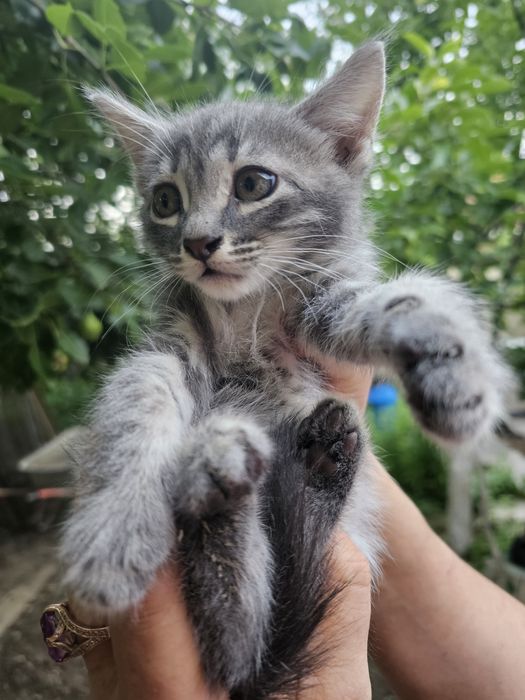 Котенок мальчик красавчик