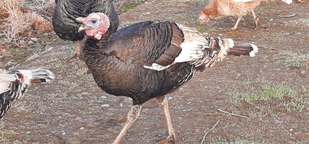 Индюки домашние ( Куркалар )