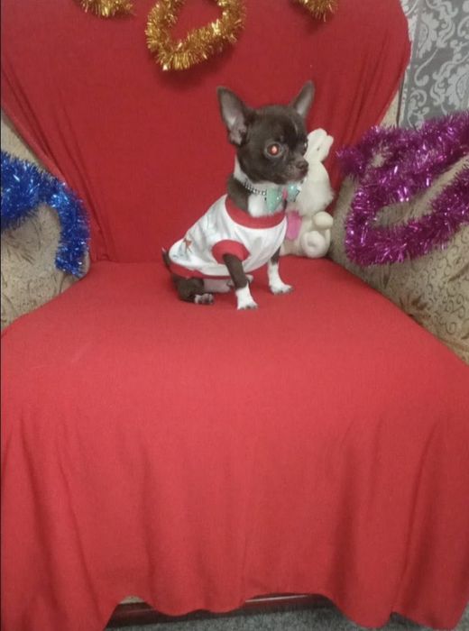 Готово к продаже чихуахуа мальчик