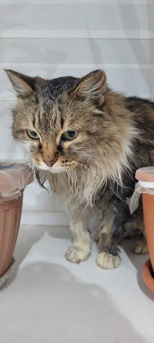 Отдам в добрые руки кошечку