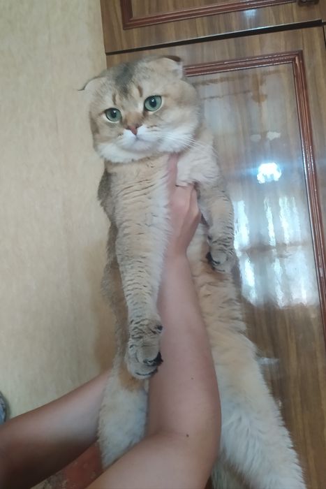 Вязка Британский золотой шиншилла.