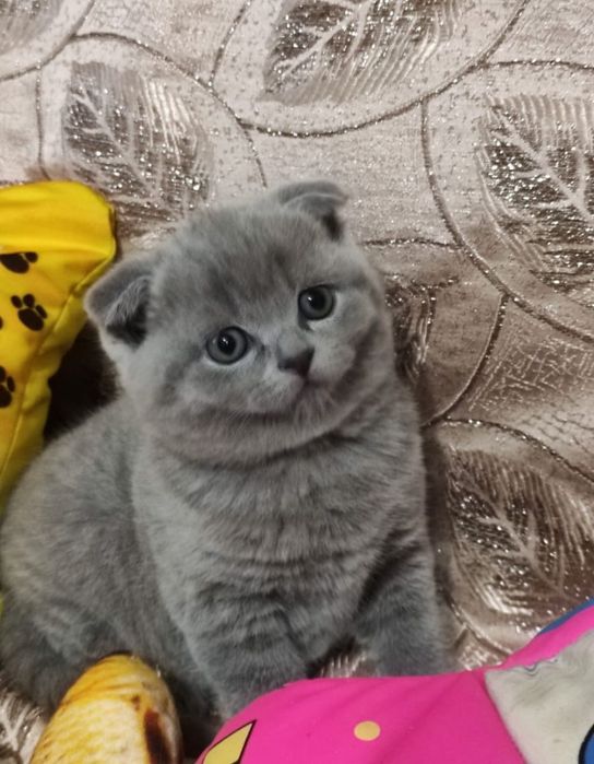 Шотландцы  Голубой  Окрас.