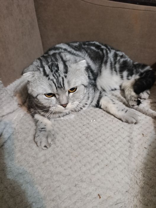 Отдам бесплатно шотландцы мальчик и девочка
