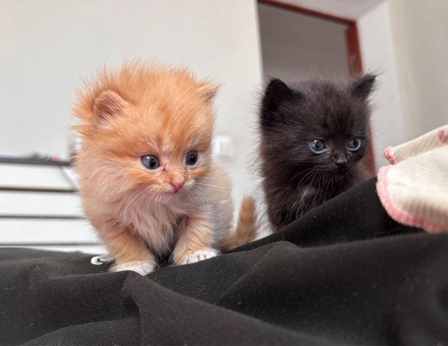 Срочно отдам котенок!