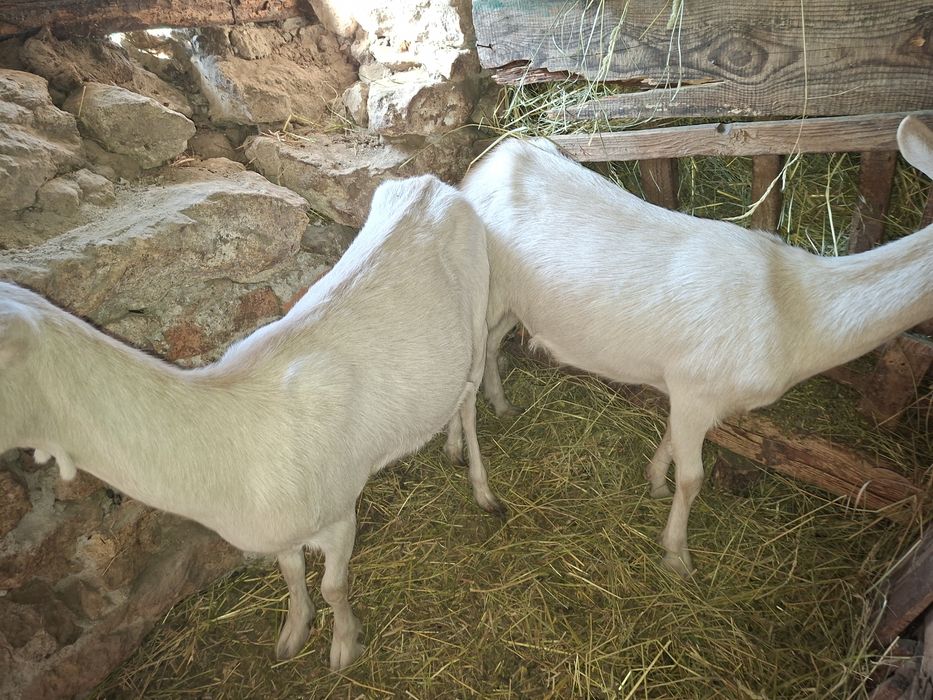 Vìnd  sau schimb Ieduțe Sanen de 1 an şi 5 luni