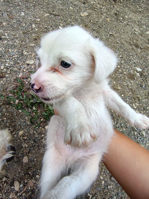 Donez cățelusi spre adopție