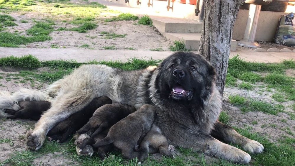 Pui Ciobănesc Caucazian