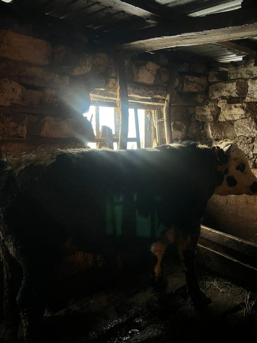 2 бұқа сатылады семіз