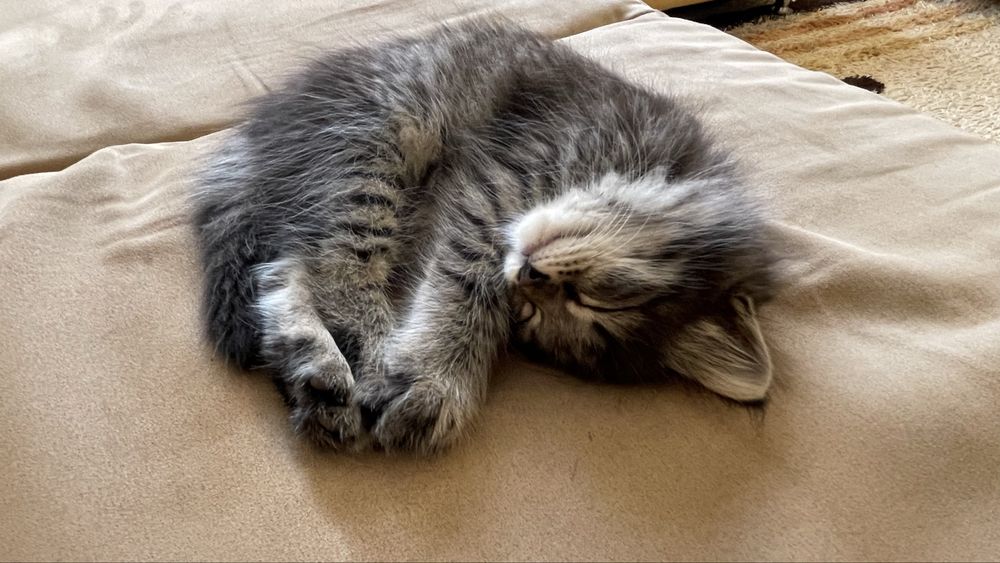 Отдам котенка даром