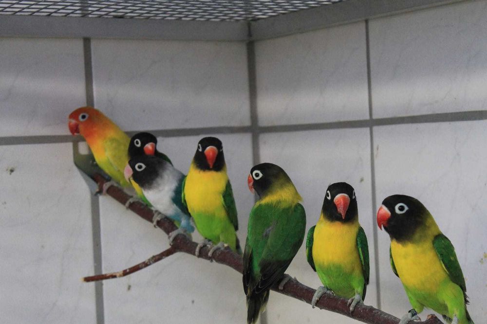 papagali:nimfă kakariki rosella,gri,amazon,cacadu,aratinga,Alexander