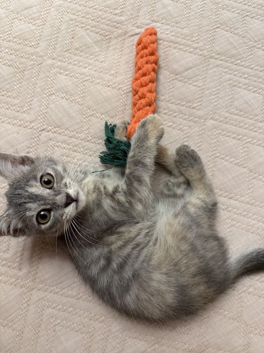 Котенок ищет любящую семью