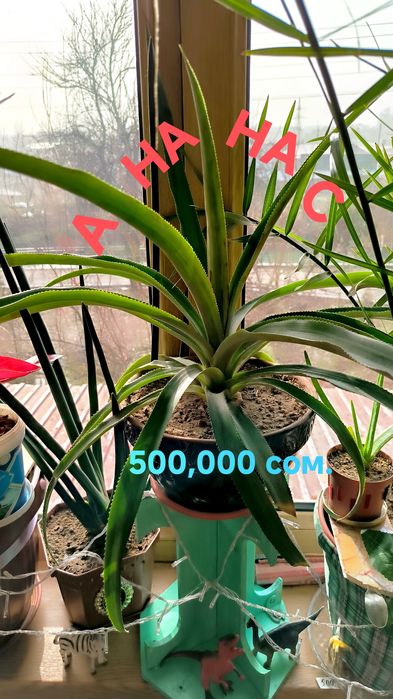 Пальмы, цветы,различные растения.