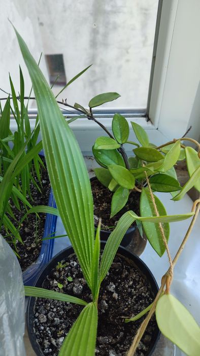 Palmieri Washingtonaia cotton robusta