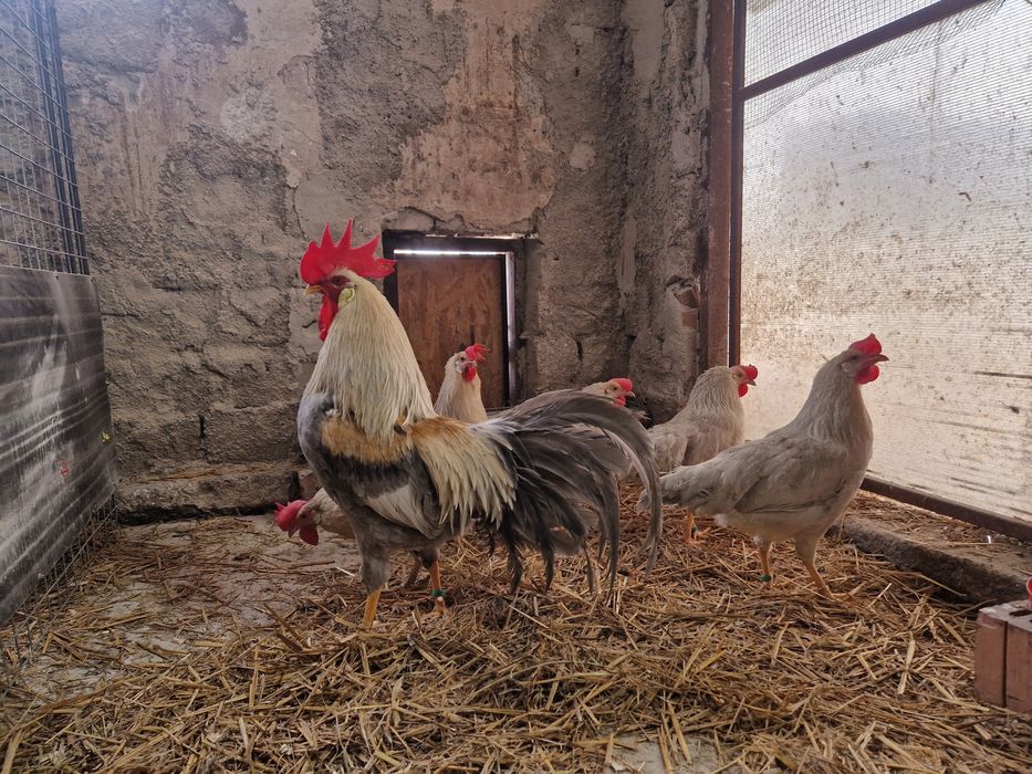 Oua de incubat Italiana gri perlat