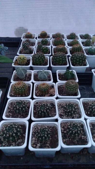 Продам кактусы разные