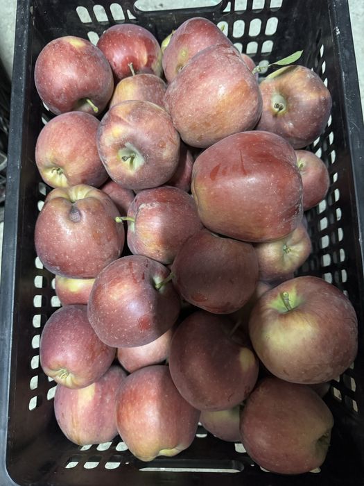 Продам яблоки сочные с собственного сада!