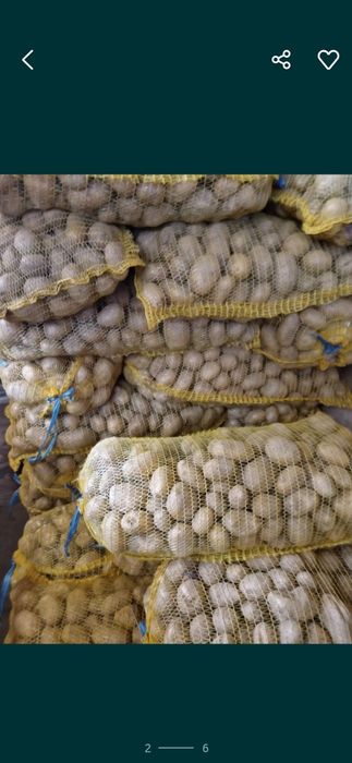 Продавам Семена  клас А