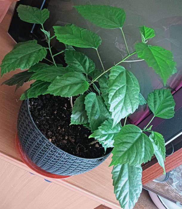 Продам комнатные цветы