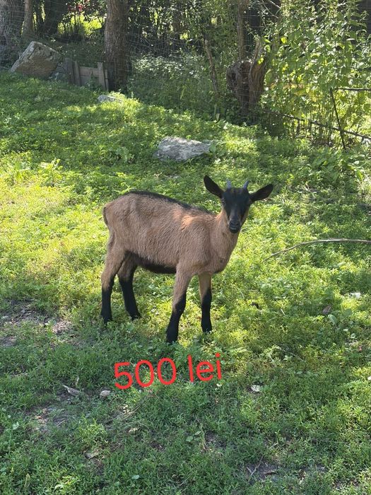 Iezi alpini de vanzare