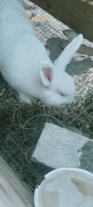 Quyon sotiladi vilikan