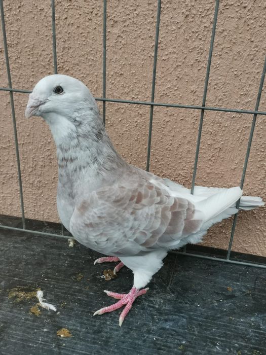 Vând porumbei standard