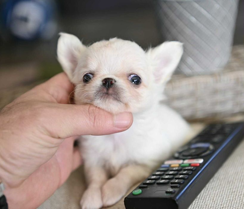 Мъжко дългокосместо мини чихуахуа