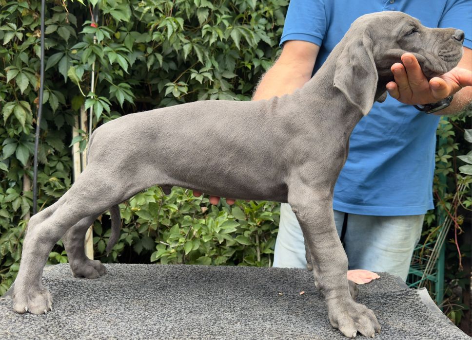 Dog german albastru