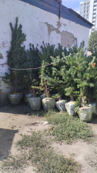 Ель сибирская, Березы