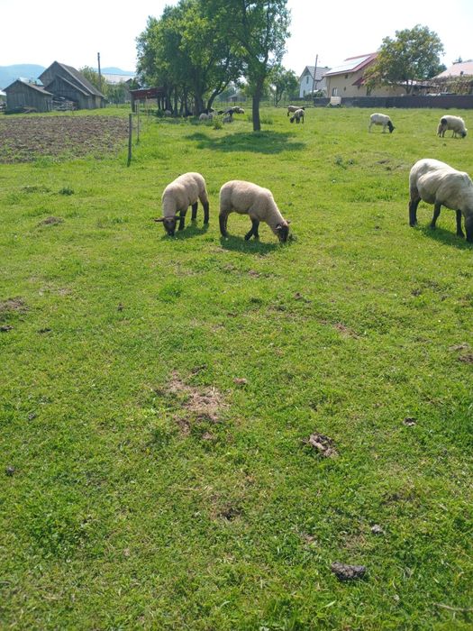 Vând o oaie  și două mieluțe suffolk