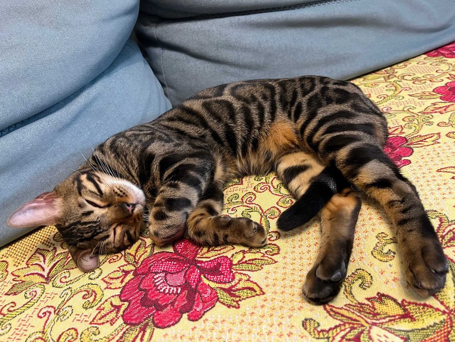 Продам бенгальского кота (окрас N24)