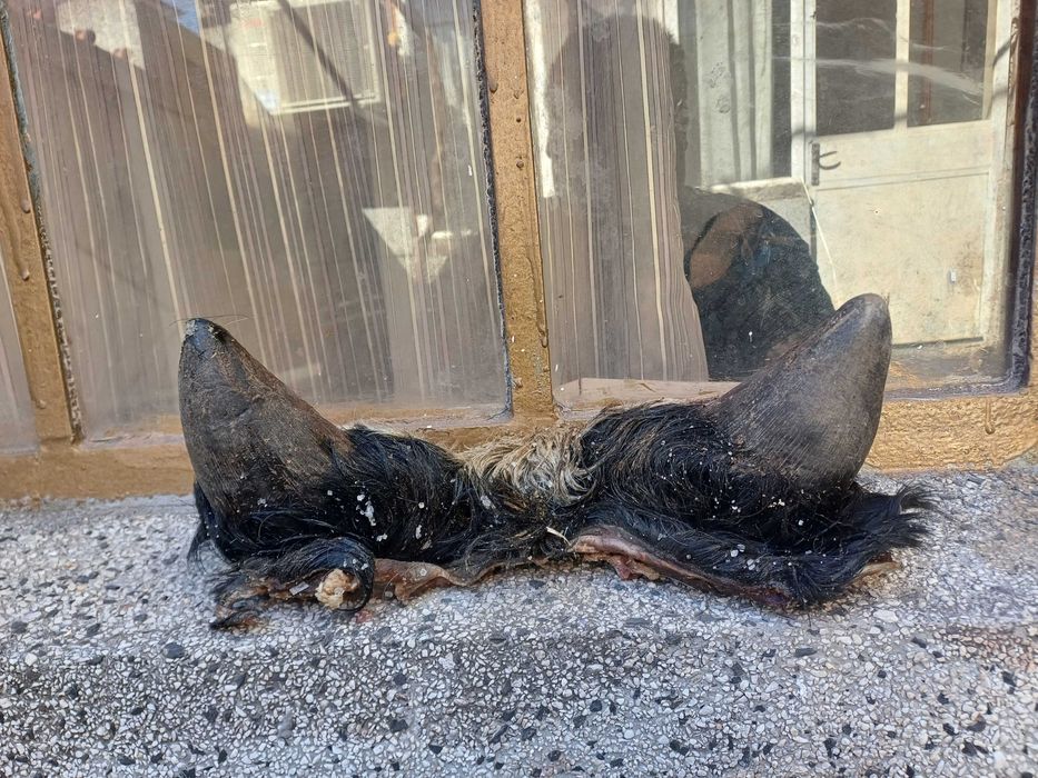 Рога за кукери .