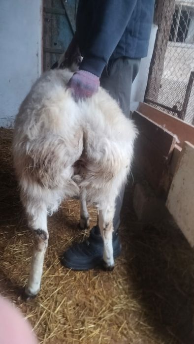 Кой кошкар сатылады