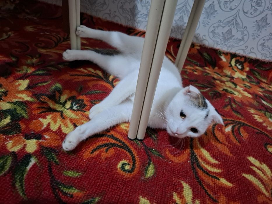 Вязка кошки помесь шотланки