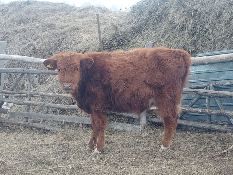 10-11айлык бузау сатылады