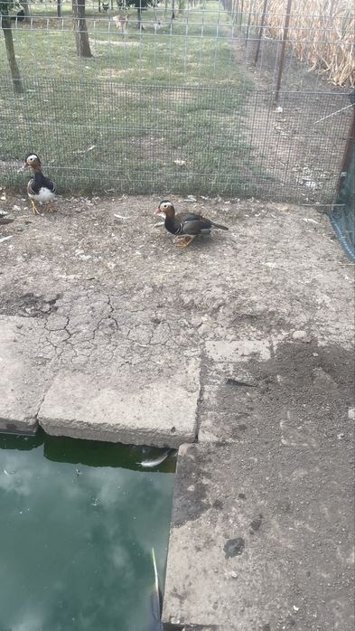 Ratoi mandarin de vanzare