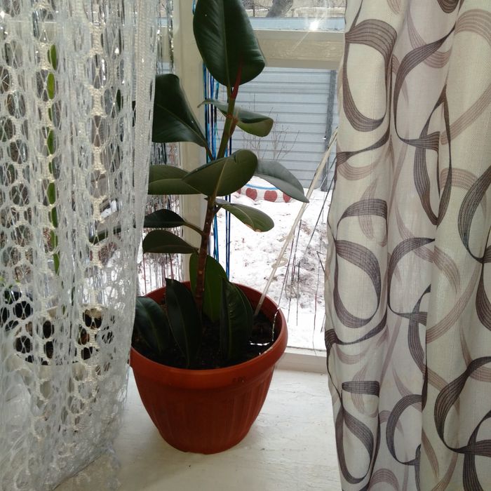 Срочно продам цветы