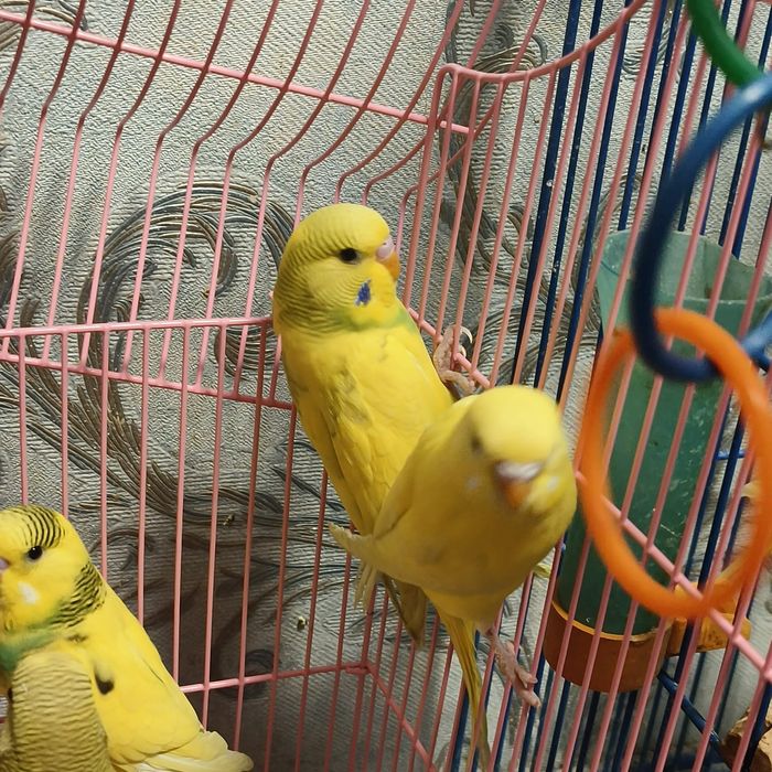 Продам волнистых попугаев