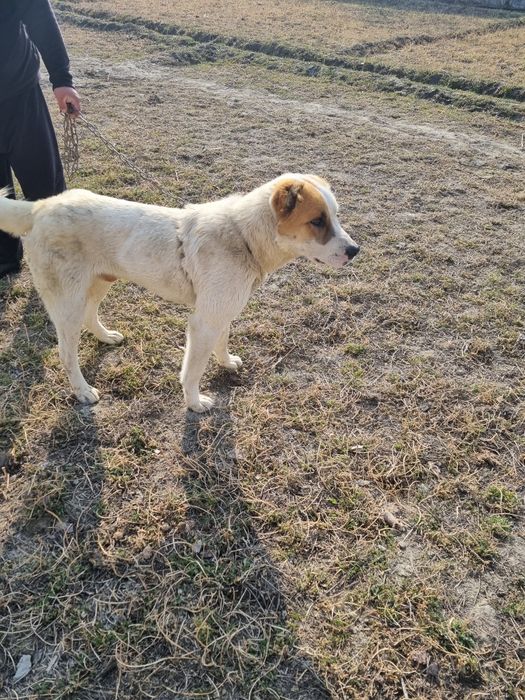 Алабаи сотилади 6ойлик