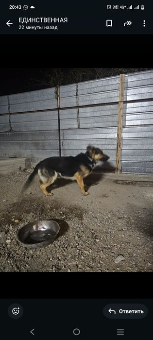 Немецкая овчарка