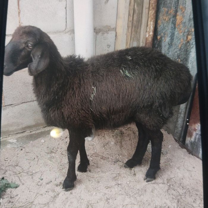Продам токты гиссар