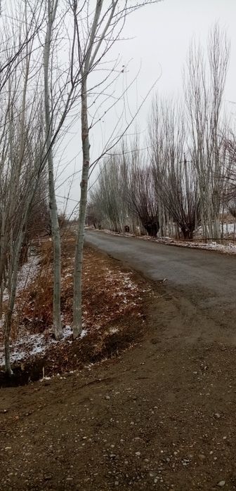 Терак сотилади Бухоро вилояти Жондор тумани