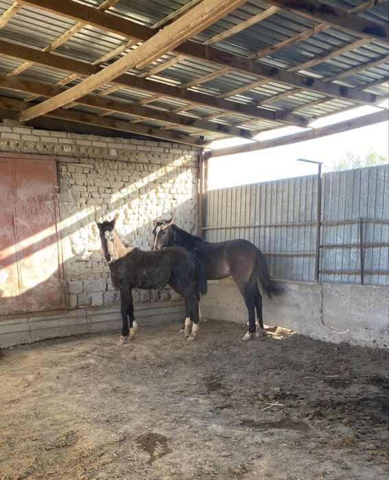 Пол.кровная тұқымды жылқы сатылады